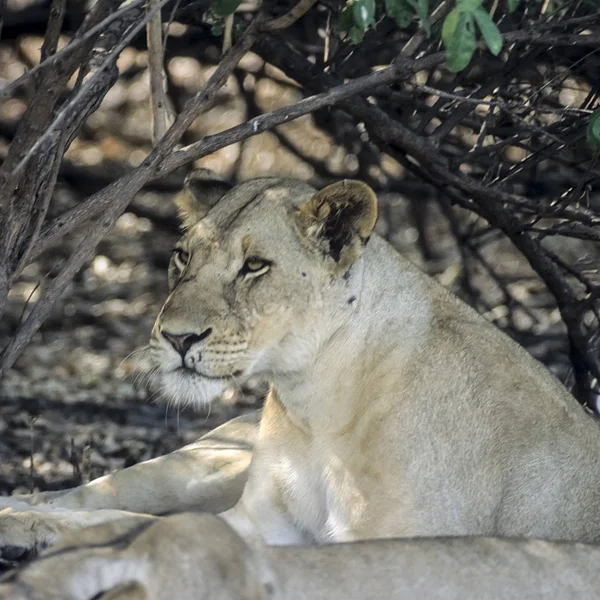 Aslan (Panthera leo), Selous Game Reserve, Morogoro, Tanzanya, Afrika