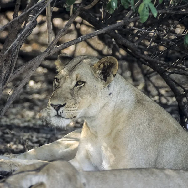 León Panthera Leo Reserva Caza Selecta Morogoro Tanzania África — Foto de Stock