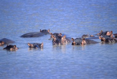 Su aygırı (su aygırı amphibius), Selous Game Reserve, Morogoro, Tanzanya, Afrika