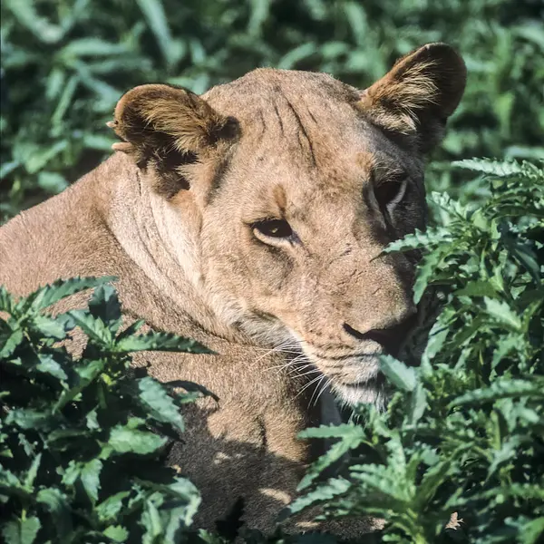 Lion — Stock Photo, Image