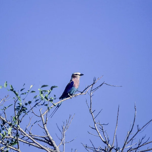 Lilacbreasted Roller — Stockfoto