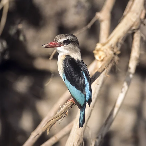Brownhooded arası Kingfisher (Halcyon albiventris), Afric Selous Game Reserve, Morogoro, Tanzanya