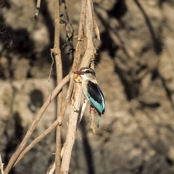 Brownhooded arası Kingfisher (Halcyon albiventris), Selous Game Reserve, Morogoro, Tanzanya, Afrika
