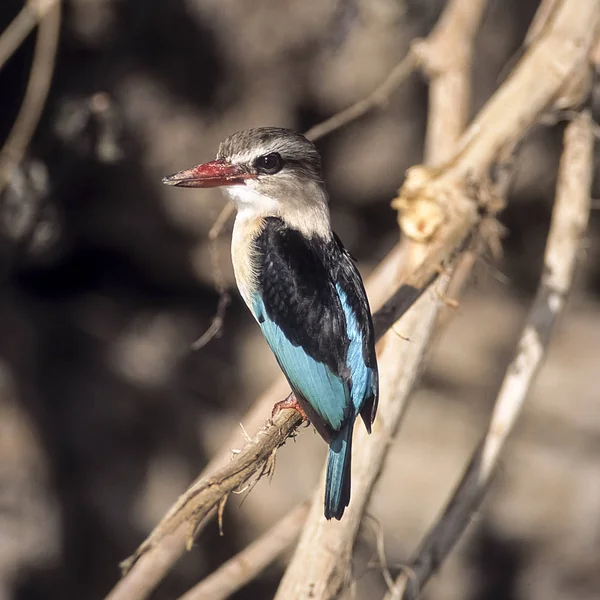 Brownhooded arası Kingfisher (Halcyon albiventris), Selous Game Reserve, Morogoro, Tanzanya, Afrika