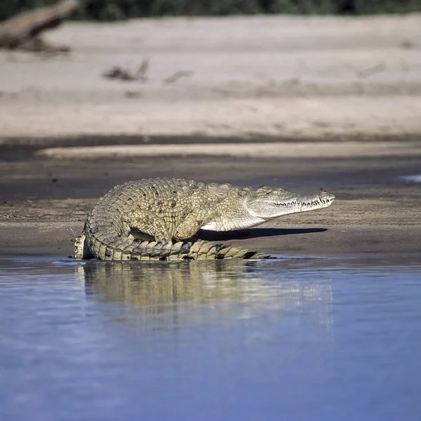 Nílusi krokodil — Stock Fotó