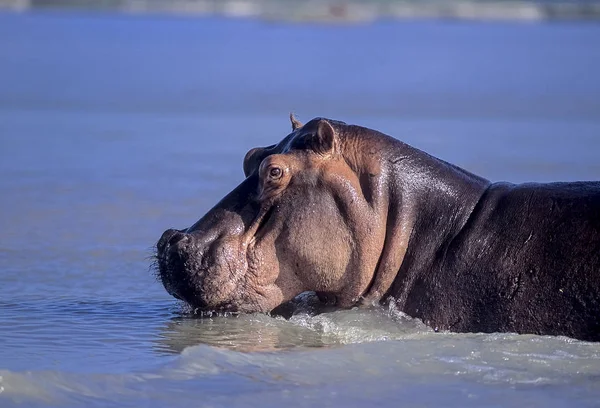 Hippopotame — Photo