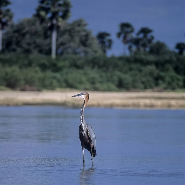 Goliath Reiher Ardea Goliath Selous Wildreservat Morogoro Tansania Afric — Stockfoto