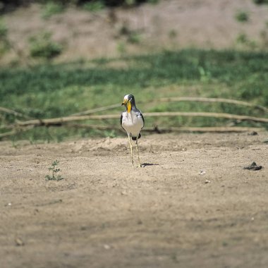 Withecrowned yağmurcunu (Vanellus albiceps), Selous Game Reserve, Morogoro, Tanzanya, Afrika