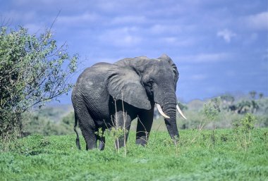 Elephant (Loxodonta africana), Selous Game Reserve, Morogoro, Tanzania, Africa clipart