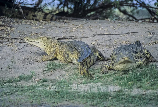 Nile Crocodile — Stock Photo, Image