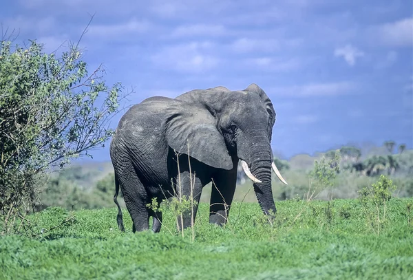 Elefante Loxodonta Africana Reserva Selous Game Morogoro Tanzânia África — Fotografia de Stock