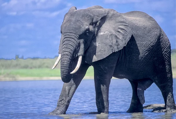 Elefante Loxodonta Africana Reserva Selous Game Morogoro Tanzânia África — Fotografia de Stock