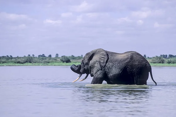 Fili Loxodonta Africana Selous Game Reserve Morogoro Tanzanya Afrika — Stok fotoğraf