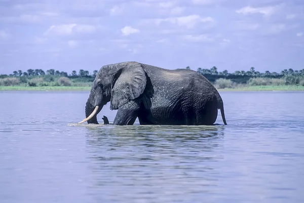 Elefante Loxodonta Africana Reserva Caza Selecta Morogoro Tanzania África — Foto de Stock