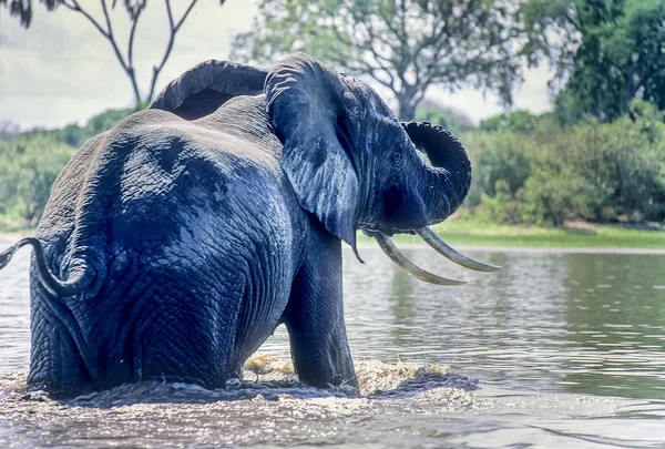 Ελέφαντας Africana Loxodonta Selous Game Reserve Περιφέρειας Μορογκόρο Στην Τανζανία — Φωτογραφία Αρχείου