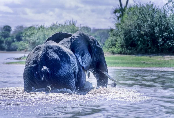 Fili Loxodonta Africana Selous Game Reserve Morogoro Tanzanya Afrika — Stok fotoğraf