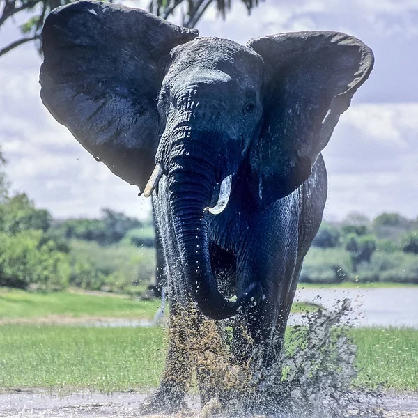 Fili Loxodonta Africana Selous Game Reserve Morogoro Tanzanya Afrika — Stok fotoğraf