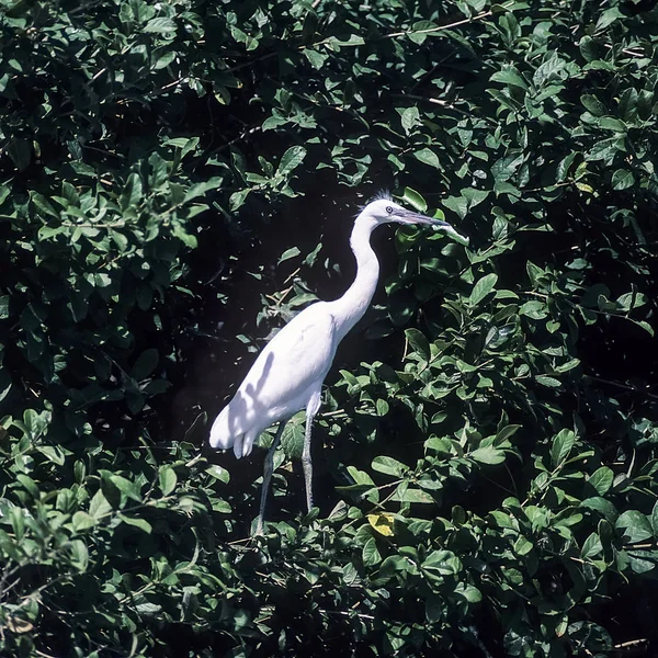 Czapla Biała Egretta Alba Selous Gra Morogoro Tanzanii Afryka — Zdjęcie stockowe