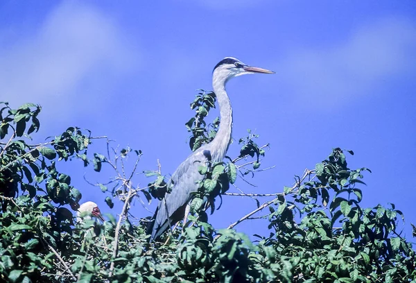 Grey Heron Ardea Cinerea Selous Game Reserve Morogoro Tanzanie Afrique — Photo