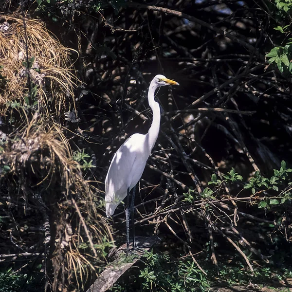 Grote witte zilverreiger — Stockfoto