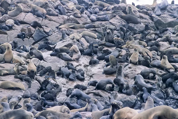 Cape Fur Seal Arctocephalus Pusillus África Namíbia Erongo Cape Cross — Fotografia de Stock