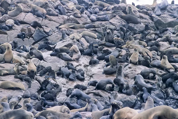 Foca Del Cabo Arctocephalus Pusillus África Namibia Erongo Cape Cross — Foto de Stock