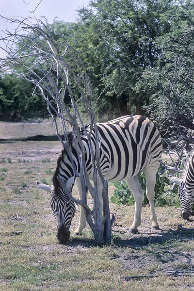 Slätterna zebra — Stockfoto