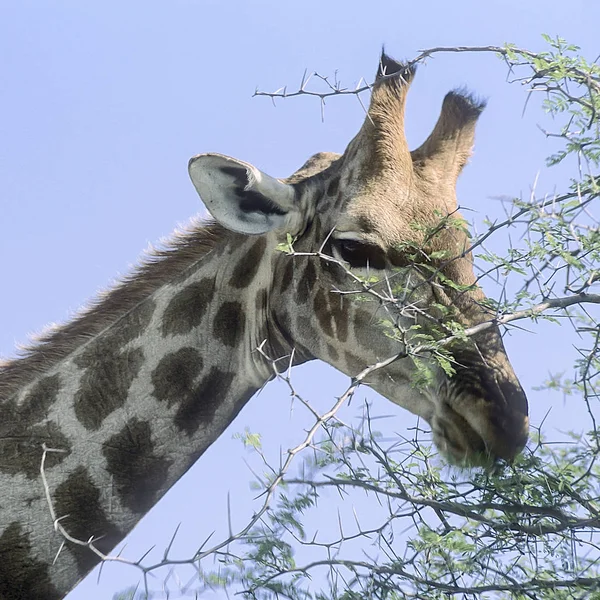 Καμηλοπάρδαλη Giraffa Καμηλοπάρδαλις Αφρική Ναμίμπια Oshikoto Εθνικό Πάρκο Ετόσα — Φωτογραφία Αρχείου