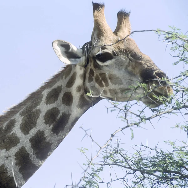 Καμηλοπάρδαλη Giraffa Καμηλοπάρδαλις Αφρική Ναμίμπια Oshikoto Εθνικό Πάρκο Ετόσα — Φωτογραφία Αρχείου