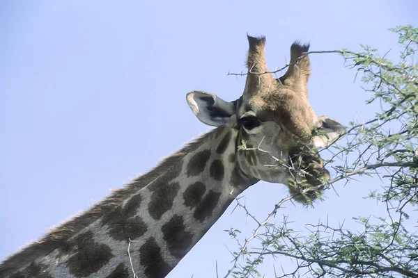 Giraffa Giraffa Camelopardalis Africa Namibia Oshikoto Parco Nazionale Etosha — Foto Stock