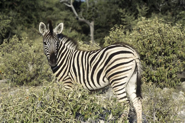 Zebra Stepowa Equus Burchellii Park Narodowy Etosha Oshikoto Namibia Afryka — Zdjęcie stockowe