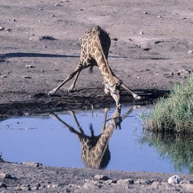 Zürafa, (zürafa zürafa), Afrika, Namibya, Oshikoto, Tosha Milli Parkı