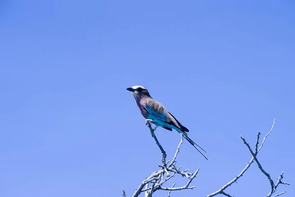 Lilabreasted Roller Coracias Caudata Afrika Namibia Oshikoto Etosha Nationalpark — Stockfoto