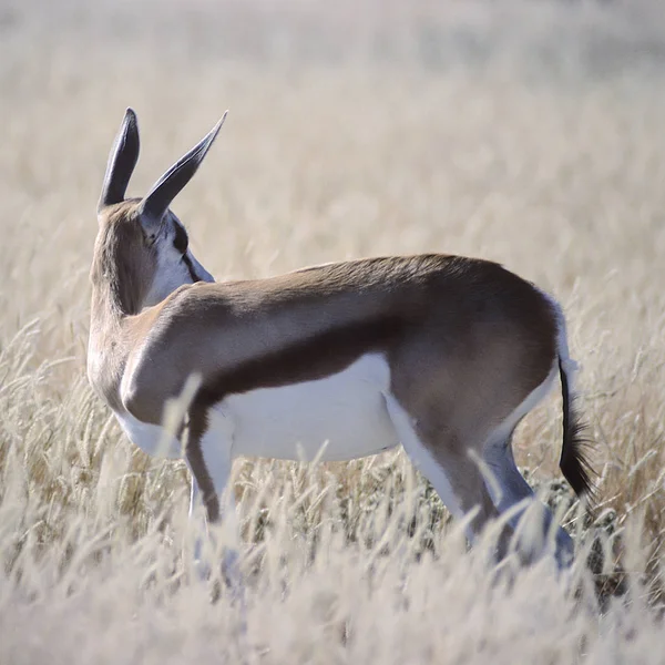 Springbok Antidorcas Marsupialis Afrika Namibya Oshikoto Tosha Milli Parkı — Stok fotoğraf