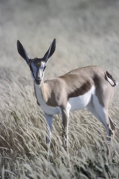 Springbok Antidorcas Marsupialis Afrika Namibia Oshikoto Etosha National Park — Stockfoto