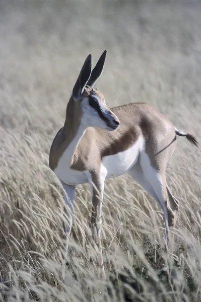 Springbok Antidorcas Marsupialis África Namíbia Oshikoto Parque Nacional Etosha — Fotografia de Stock