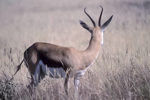 Springbok Antidorcas Marsupialis Afrika Namibya Oshikoto Tosha Milli Parkı — Stok fotoğraf