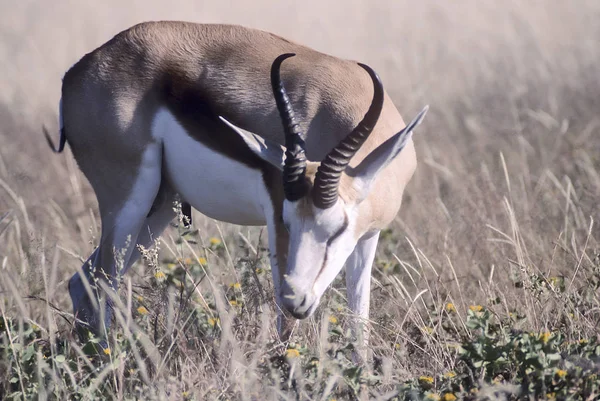 Springbok Antidorcas Marsupialis África Namíbia Oshikoto Parque Nacional Etosha — Fotografia de Stock