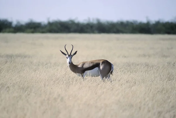 Springbok Antidorcas Marsupialis Africa Namibia Oshikoto Etosha National Park — Stock fotografie