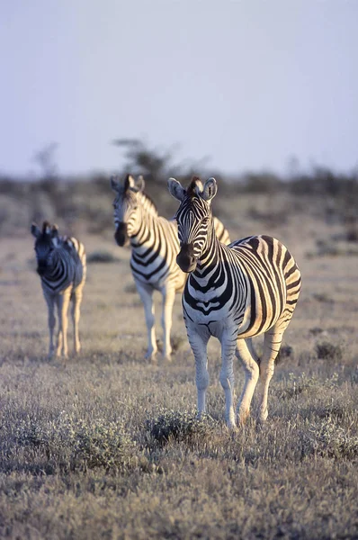 Ovalar Zebra, (Equus burchellii), Afrika, Namibya, Oshikoto, Tosha Milli Parkı