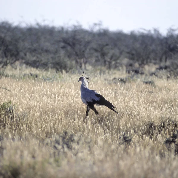 Secretary Bird Sagittarius Serpentarius África Namíbia Oshikoto Etosha National Park — Fotografia de Stock