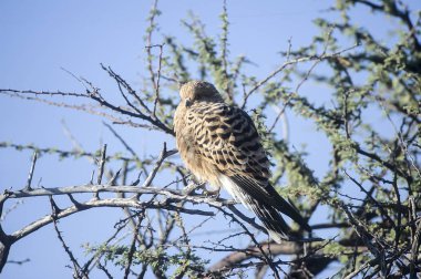 Büyük kerkenez (Falco rupicoloides), Afrika, Namibya, Oshikoto, Tosha Milli Parkı