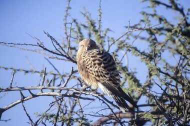 Büyük kerkenez (Falco rupicoloides), Afrika, Namibya, Oshikoto, Tosha Milli Parkı