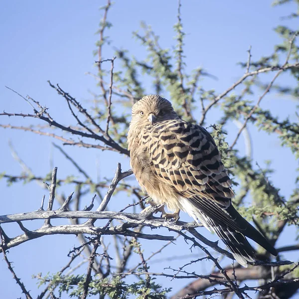 Större Tornfalk Falco Rupicoloides Afrika Namibia Oshikoto Etosha National Park — Stockfoto