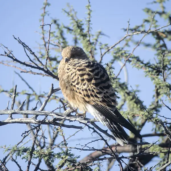 Pustułka Stepowa Falco Rupicoloides Park Narodowy Etosha Oshikoto Namibia Afryka — Zdjęcie stockowe