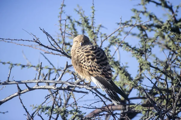 Meer Torenvalk Falco Rupicoloides Afrika Namibië Oshikoto Etosha Nationaal Park — Stockfoto