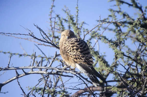 Gran Cernícalo Falco Rupicoloides África Namibia Oshikoto Parque Nacional Etosha —  Fotos de Stock
