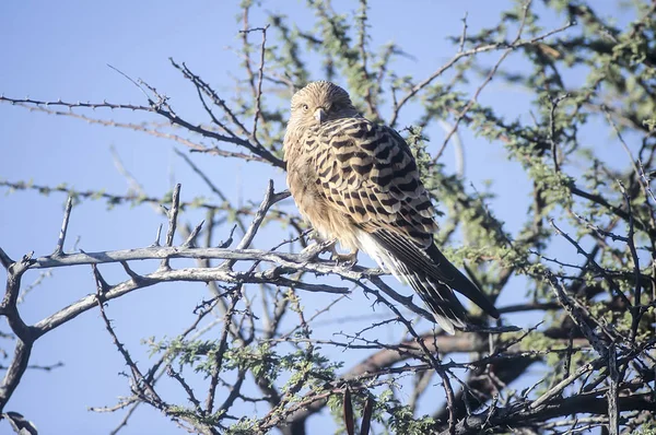 Meer Torenvalk Falco Rupicoloides Afrika Namibië Oshikoto Etosha Nationaal Park — Stockfoto