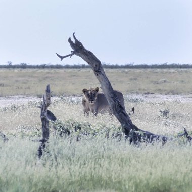 Aslan (Panthera leo), Afrika, Namibya, Oshikoto, Tosha Milli Parkı