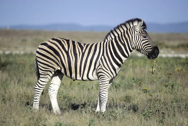 Zebra stepní — Stock fotografie